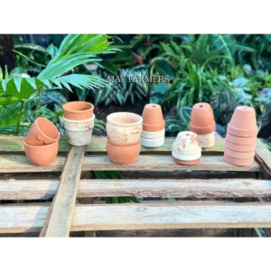 [ COMBO 119K ] COMBO Chậu Đất Nung Đồng Size Từ 6cm đến 7cm - Trồng Xương Rồng , Sen Đá...