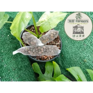 ☘️ COMBO 10 Phân Dê Túi Lưới 12cm - Bón Cho Hoa Lan Cây Cảnh ( đã qua xử lý nấm gây hại )