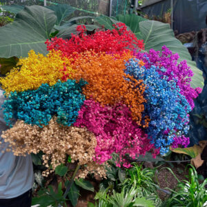 Hoa Baby Khô Quà Tặng Hoa Khô, Decor Trang Trí (1 bó )