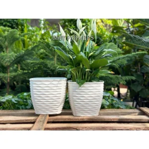 Chậu Nhựa Để Bàn Mắc Lưới 16cm x 15cm Trắng - Dày Dặn - Trồng Sen Đá - Cây Cảnh...