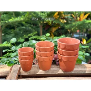 Chậu Đất Nung Ly Sen Đỏ - Trồng Xương Rồng , Sen Đá...