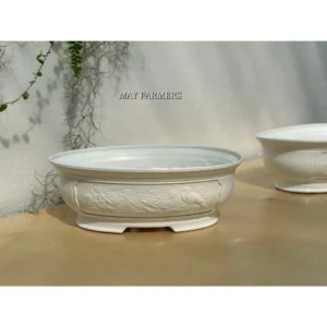 Chậu Nhựa BONSAI OVAN - Trồng Cây Bonsai , Tiểu Cảnh , Sen Đá...