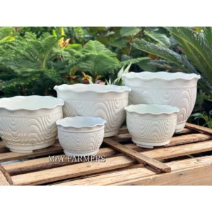 CHẬU NHỰA MIỆNG BÈO VM ĐỦ SIZE