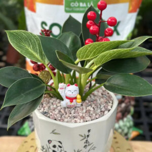 Cây Trầu Bà Đế Vương - đã kèm chậu sứ và trồng sẵn + tặng kèm dĩa lót và phụ kiện